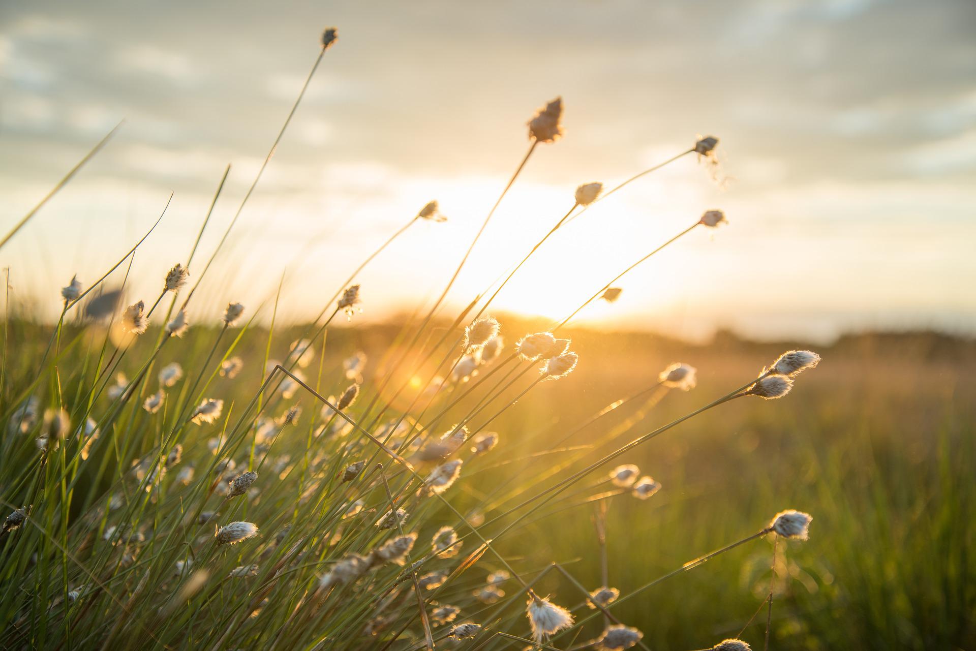 Sommer, Sonne, Hitze